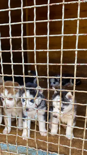 1-3 months Male Purebred Siberian Husky