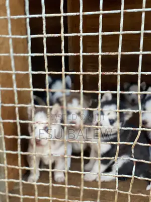 1-3 months Male Purebred Siberian Husky