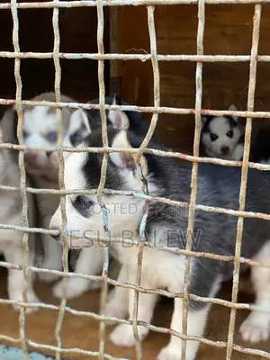 1-3 months Male Purebred Siberian Husky