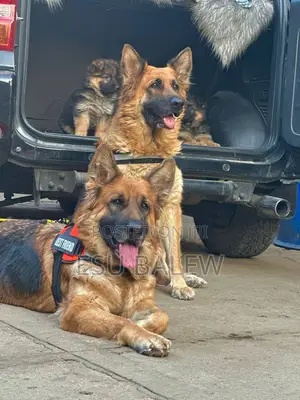 1-3 months Male Purebred German Shepherd