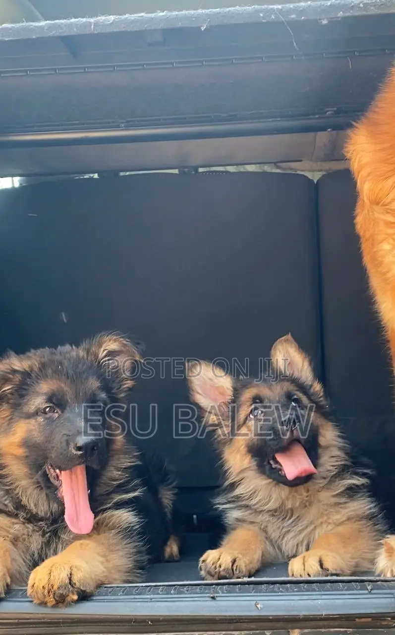 1-3 months Male Purebred German Shepherd