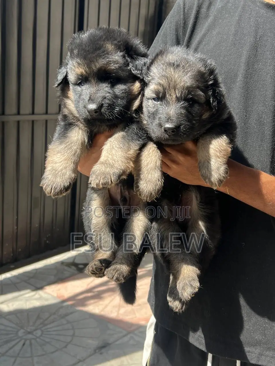 1-3 months Male Purebred German Shepherd