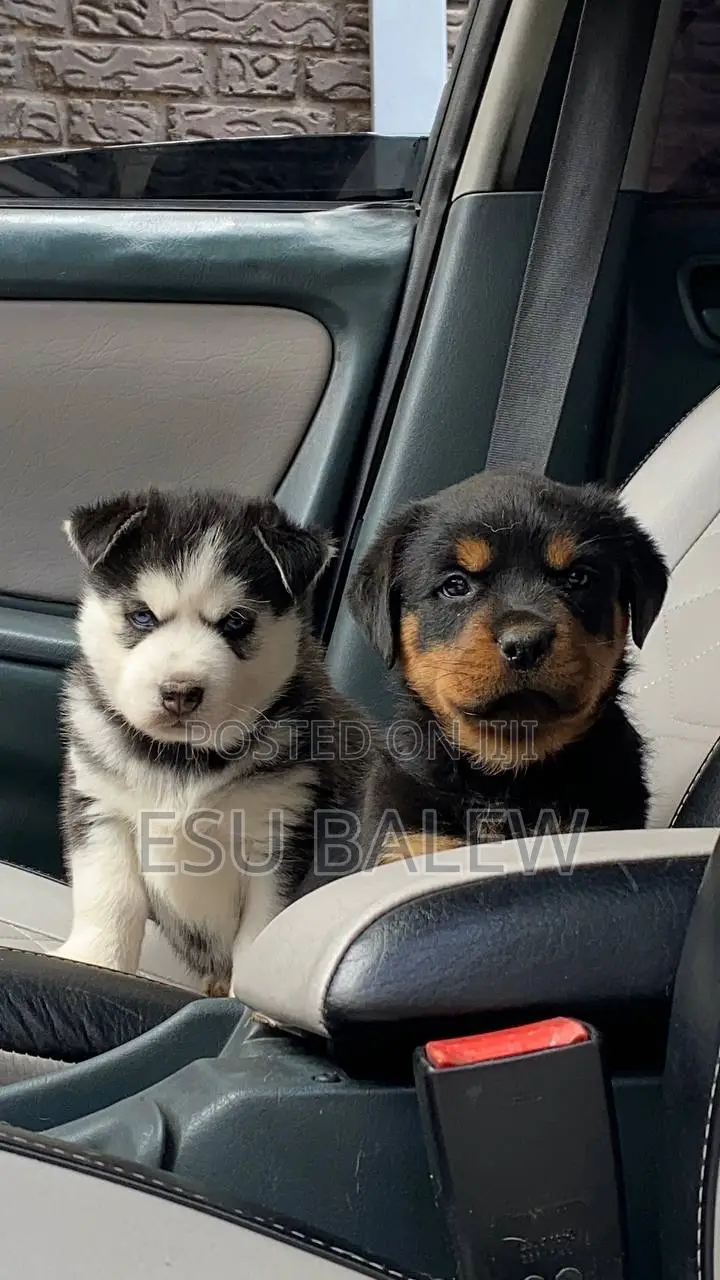 1-3 months Male Purebred Rottweiler