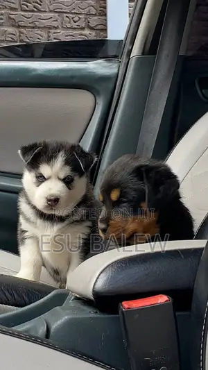 1-3 months Male Purebred Rottweiler