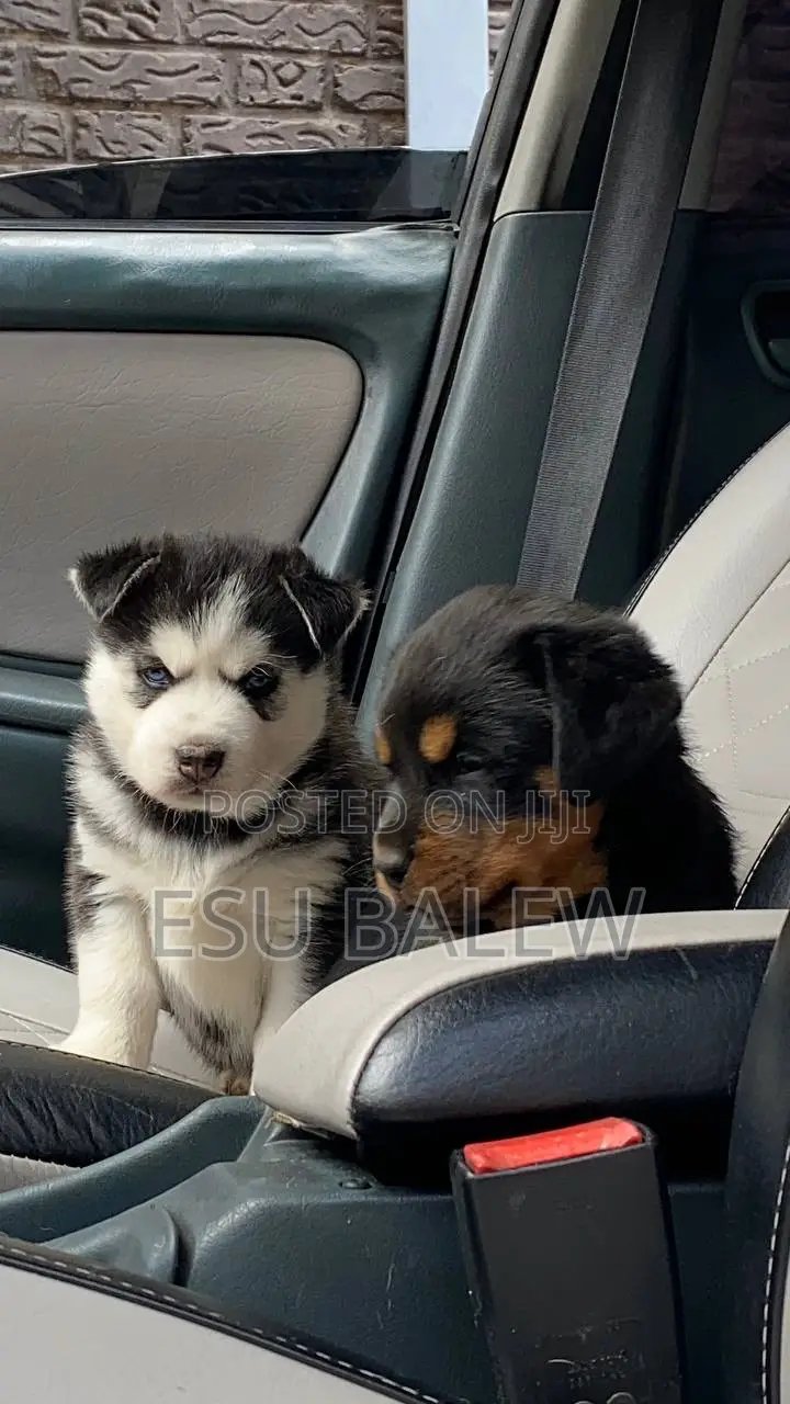 1-3 months Male Purebred Rottweiler