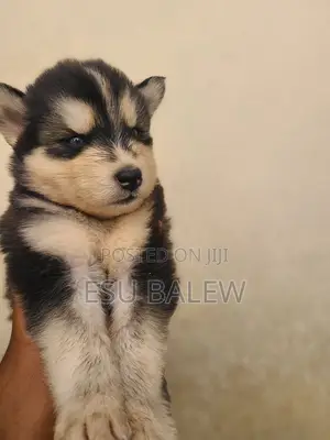 1-3 months Male Purebred Siberian Husky