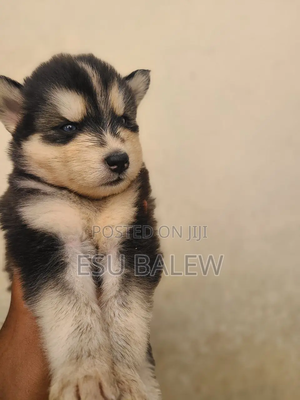 1-3 months Male Purebred Siberian Husky