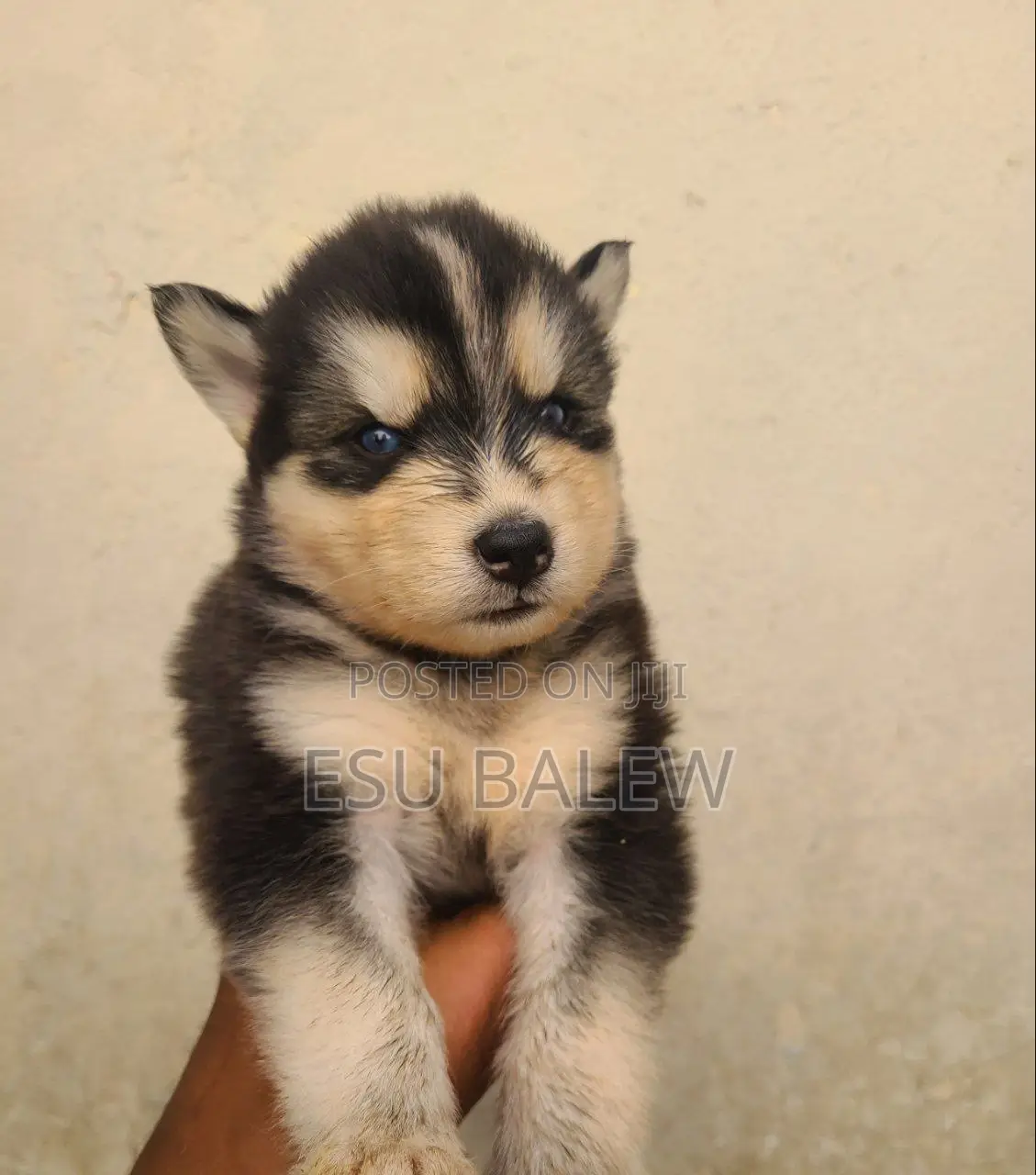 1-3 months Male Purebred Siberian Husky
