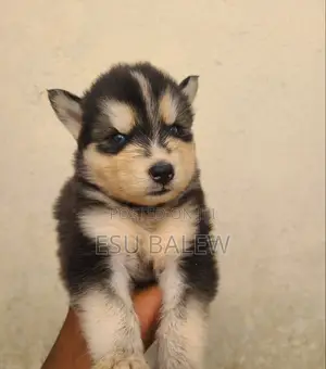 1-3 months Male Purebred Siberian Husky