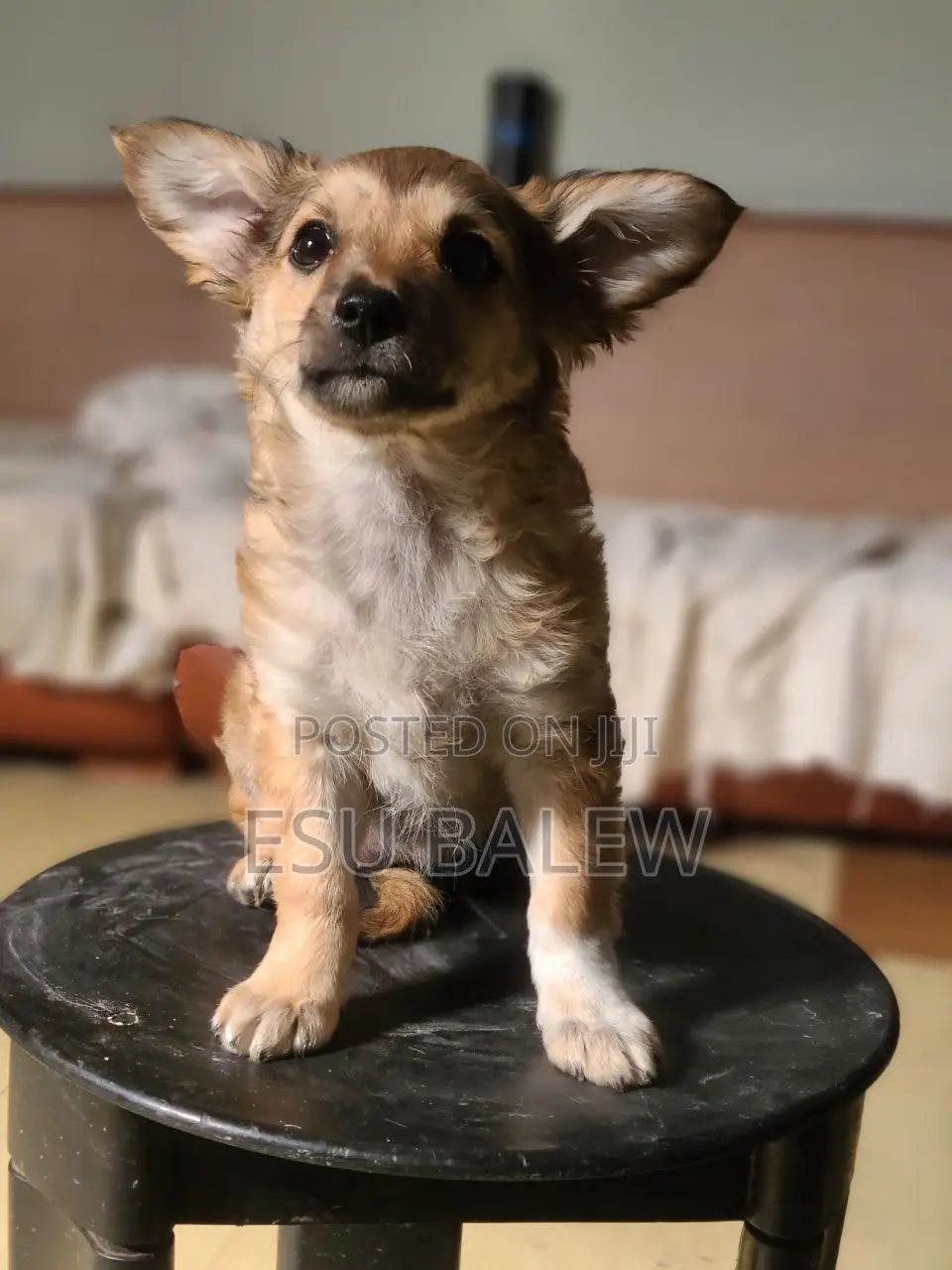 1-3 months Male Mixed Breed Maltese