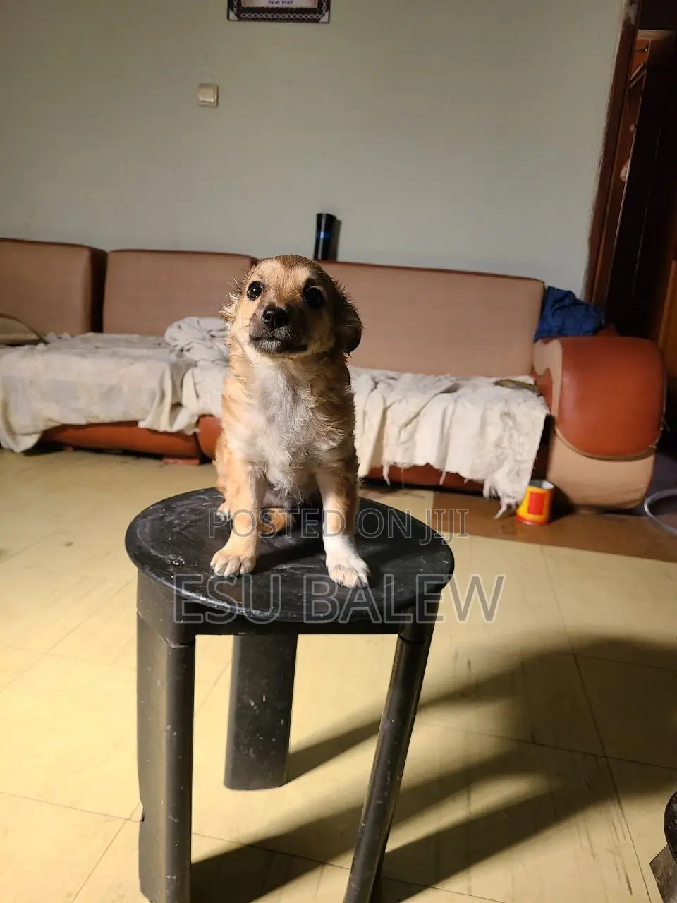 1-3 months Male Purebred Maltese