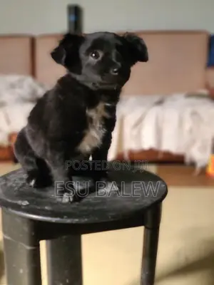 1-3 months Female Mixed Breed Maltese