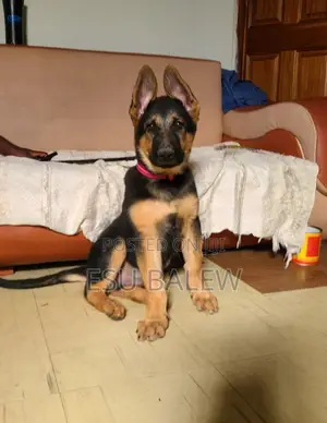 1-3 months Male Purebred Maltese