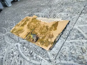 X Rat -የአይጥ ማጣበቂያ(ማጥፊያ)