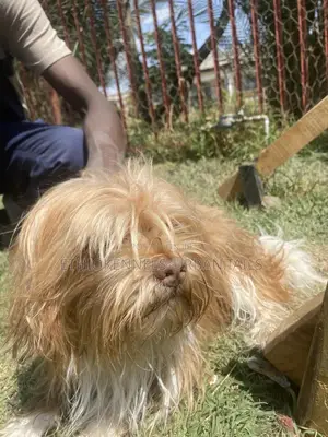 3-6 months Male Purebred Maltese