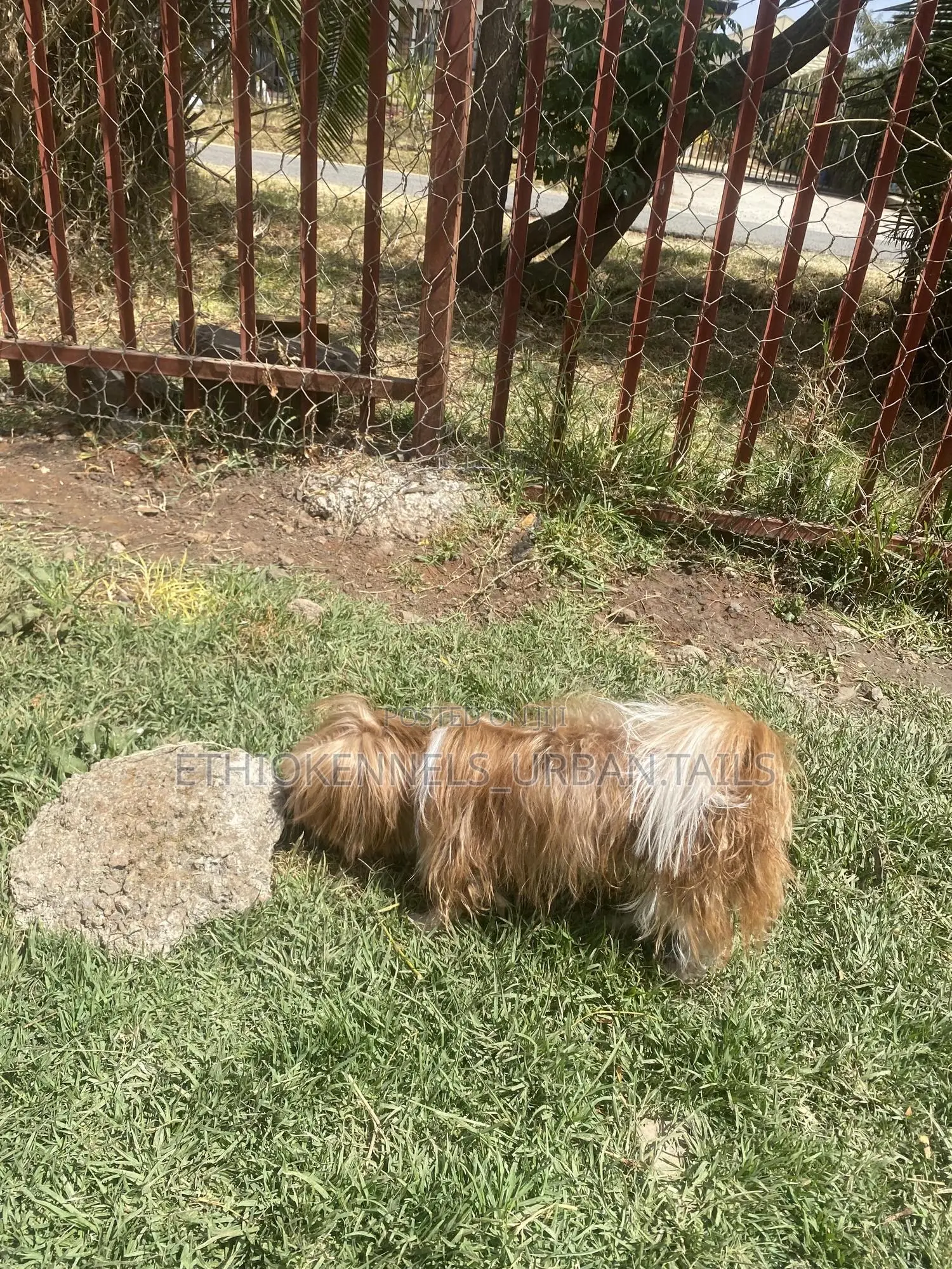 3-6 months Male Purebred Maltese