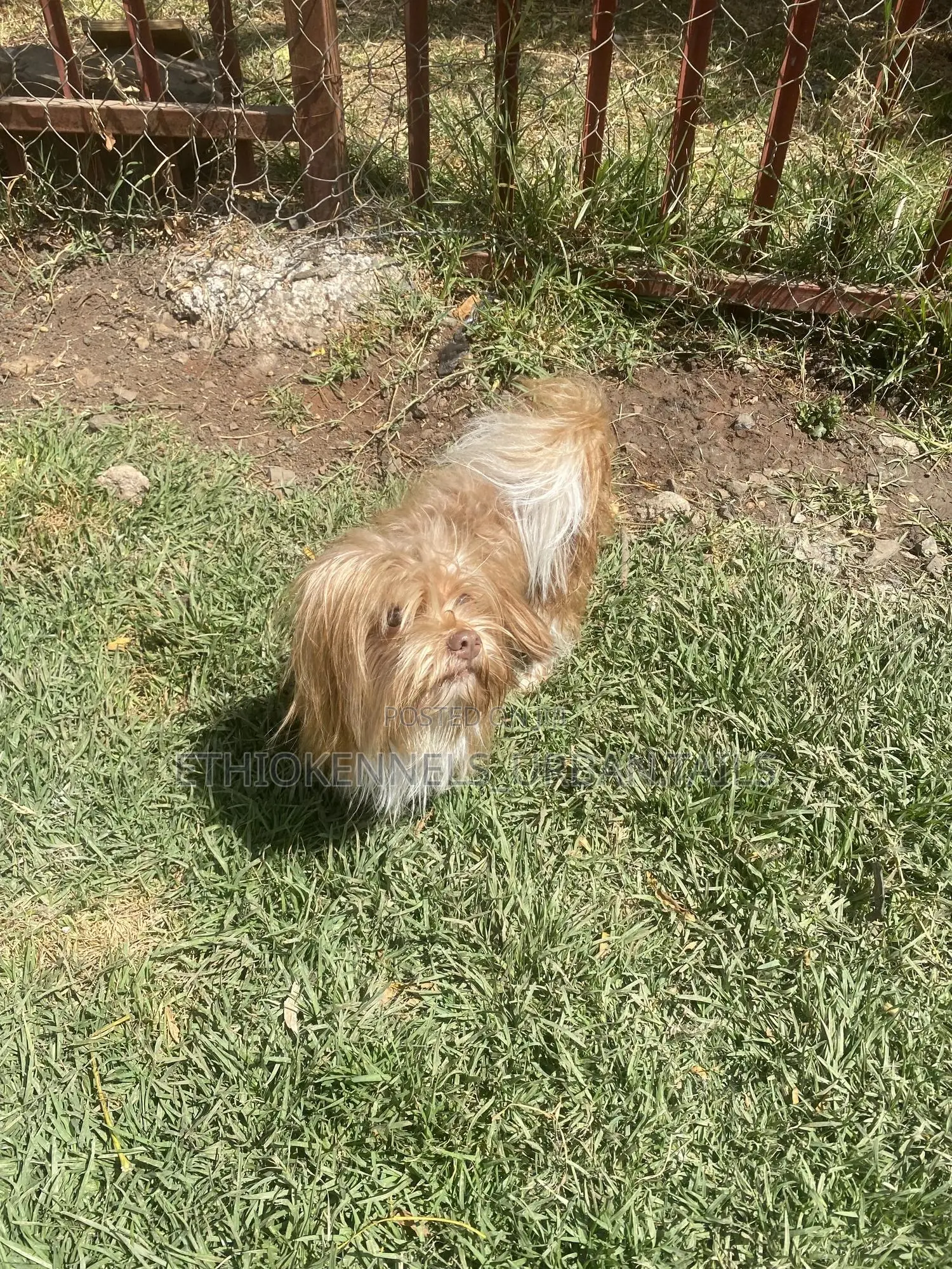 3-6 months Male Purebred Maltese