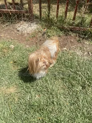 3-6 months Male Purebred Maltese