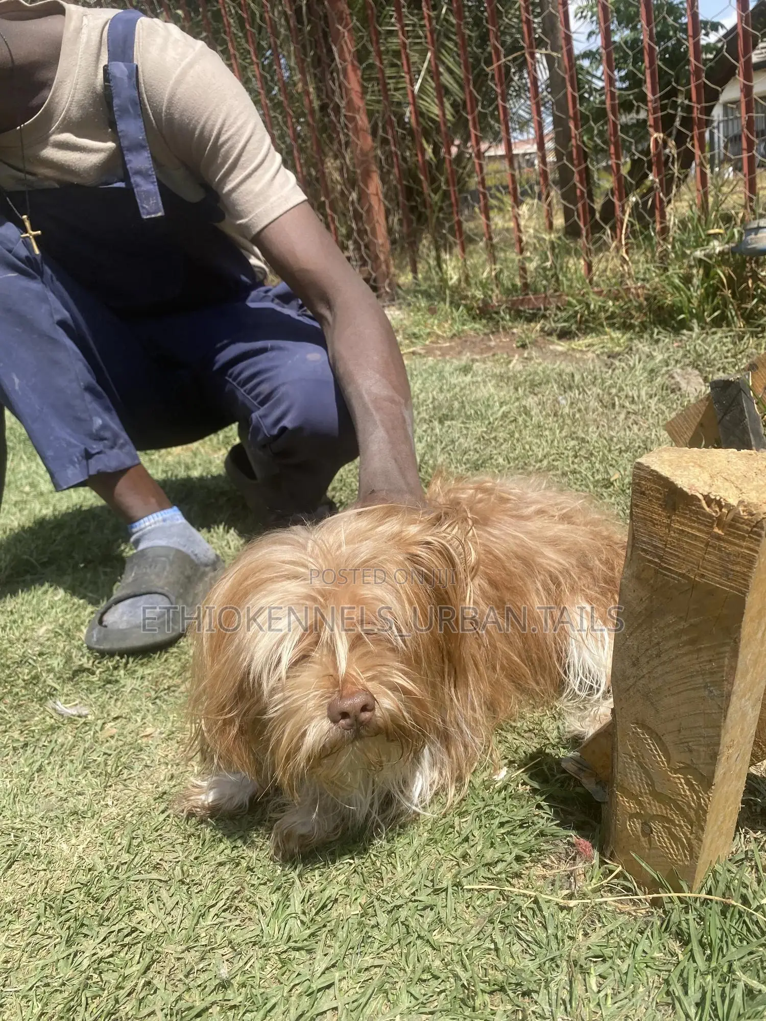3-6 months Male Purebred Maltese