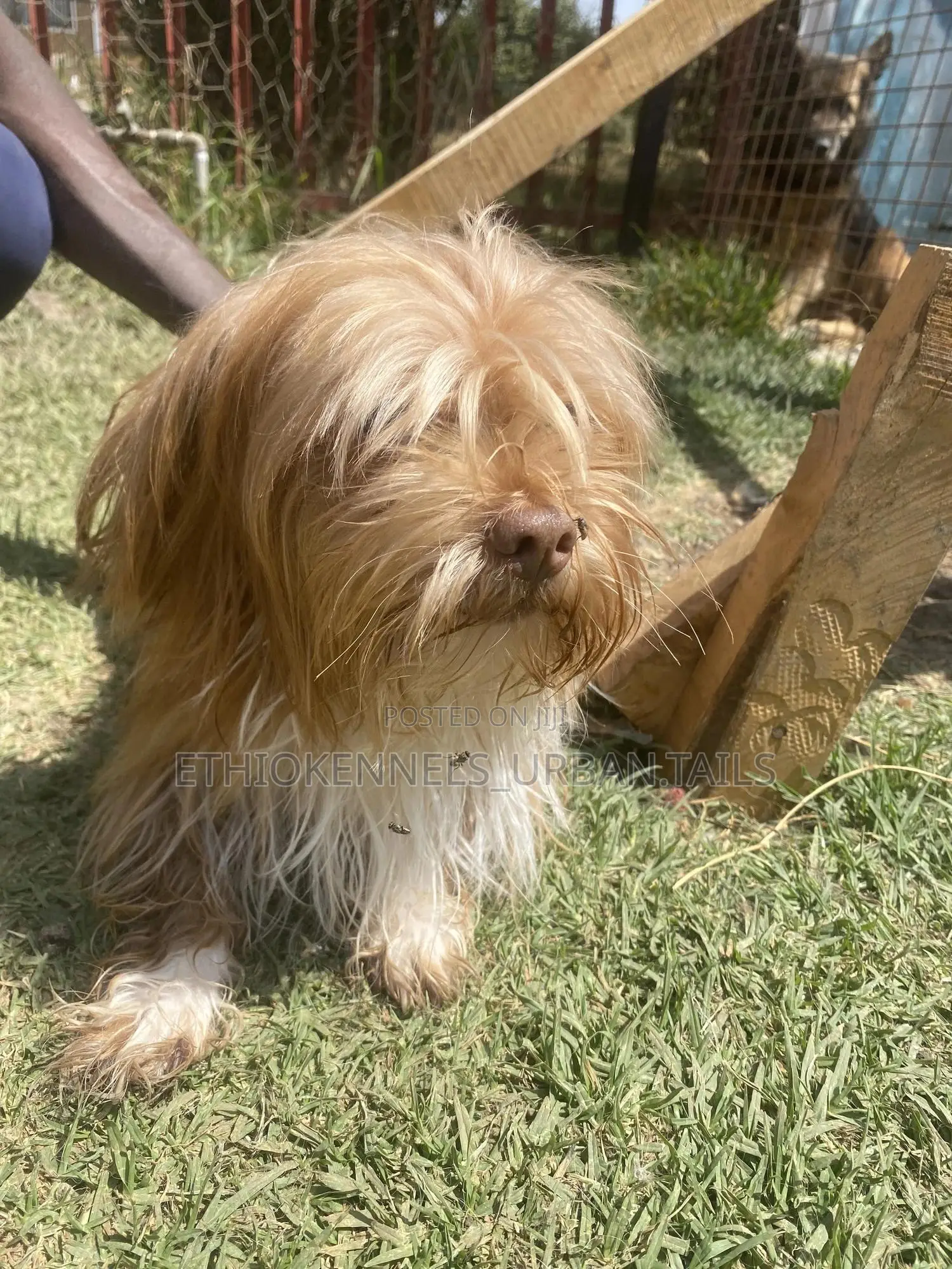 3-6 months Male Purebred Maltese