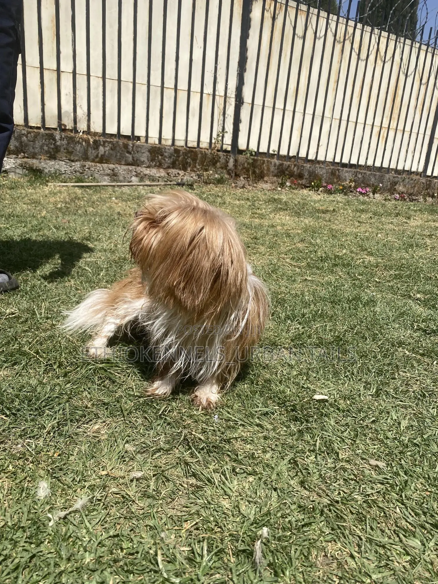 3-6 months Male Purebred Maltese