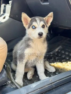 1-3 months Male Purebred Siberian Husky