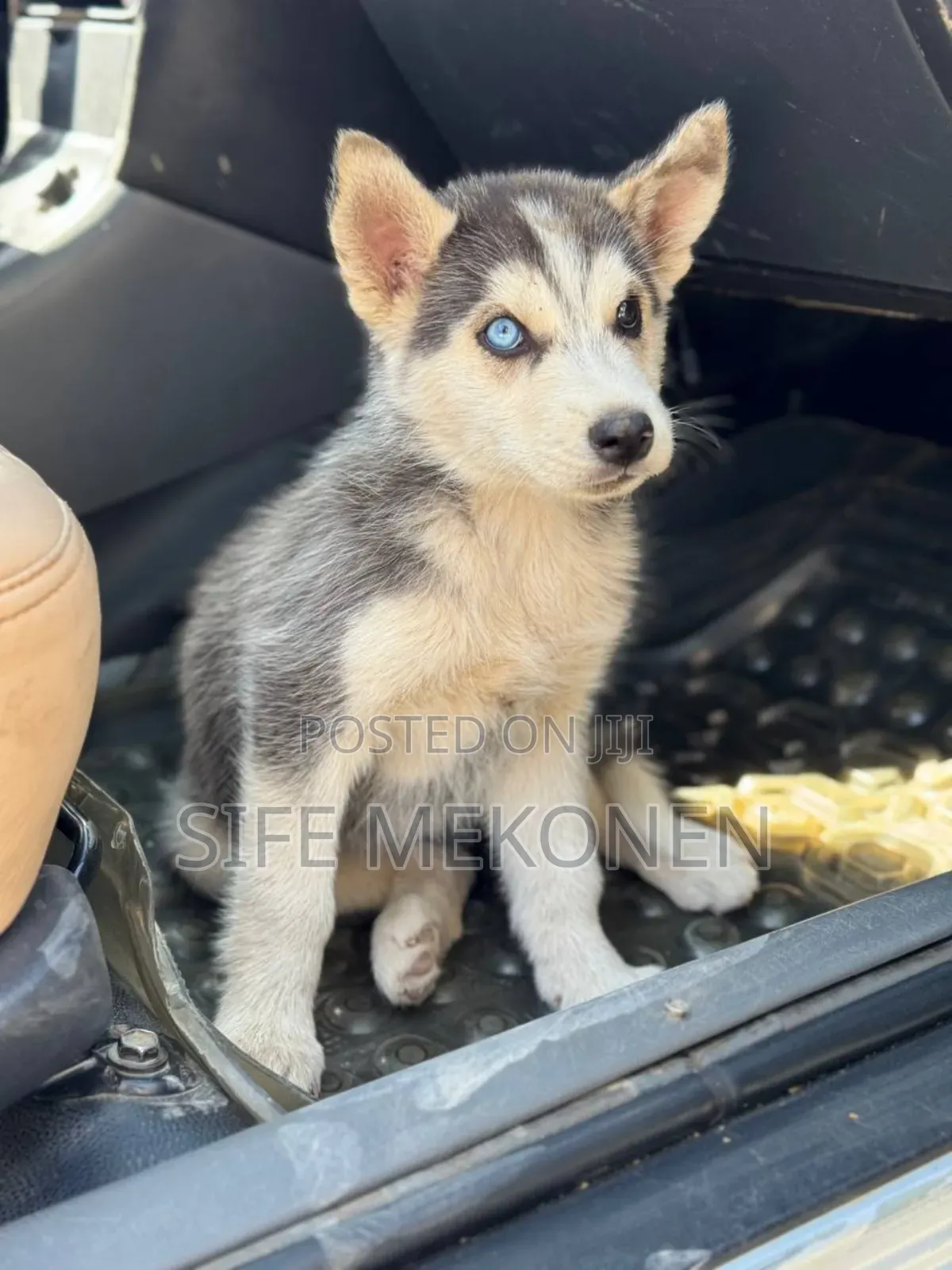 1-3 months Male Purebred Siberian Husky