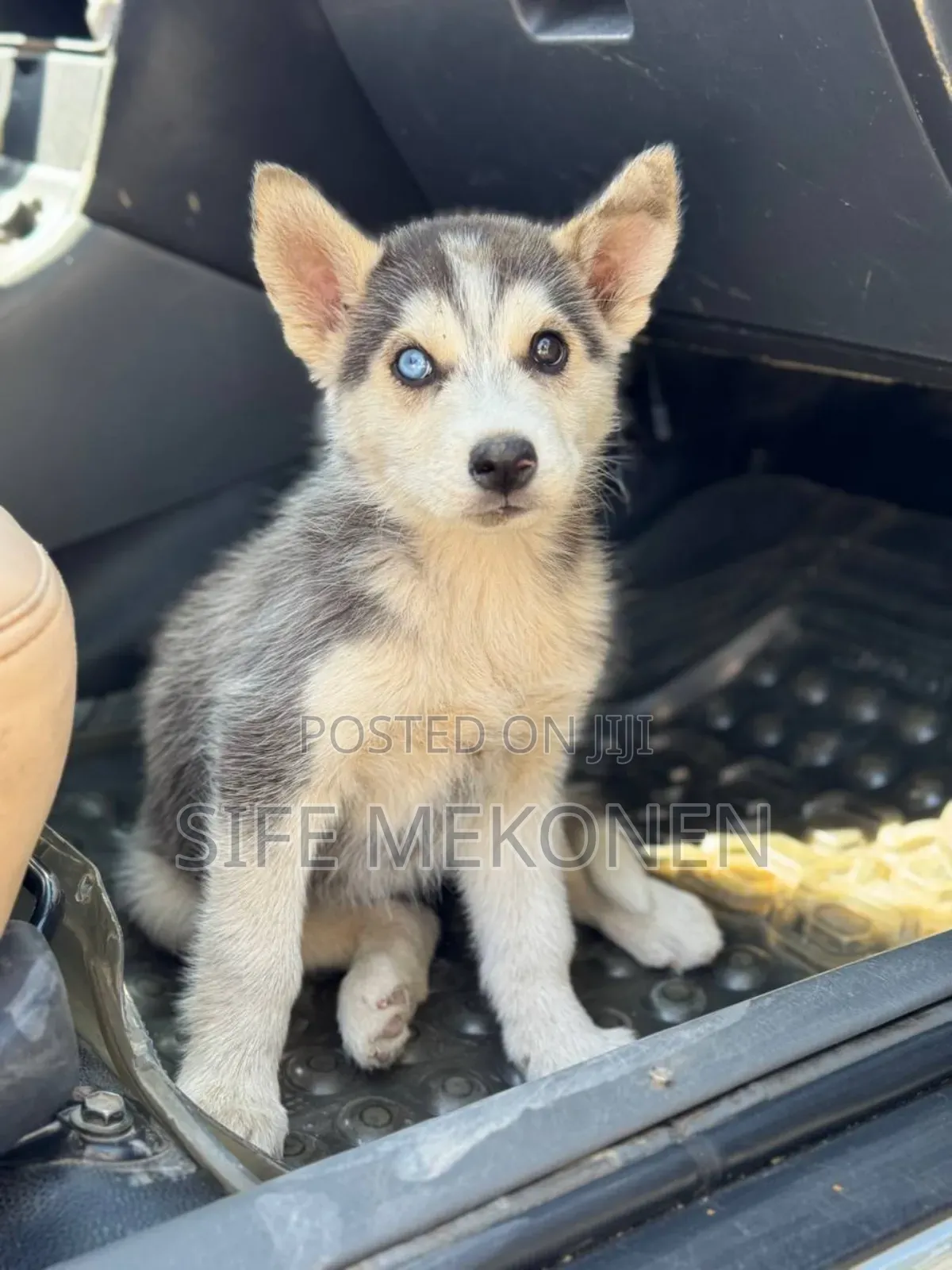 1-3 months Male Purebred Siberian Husky