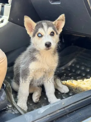 1-3 months Male Purebred Siberian Husky