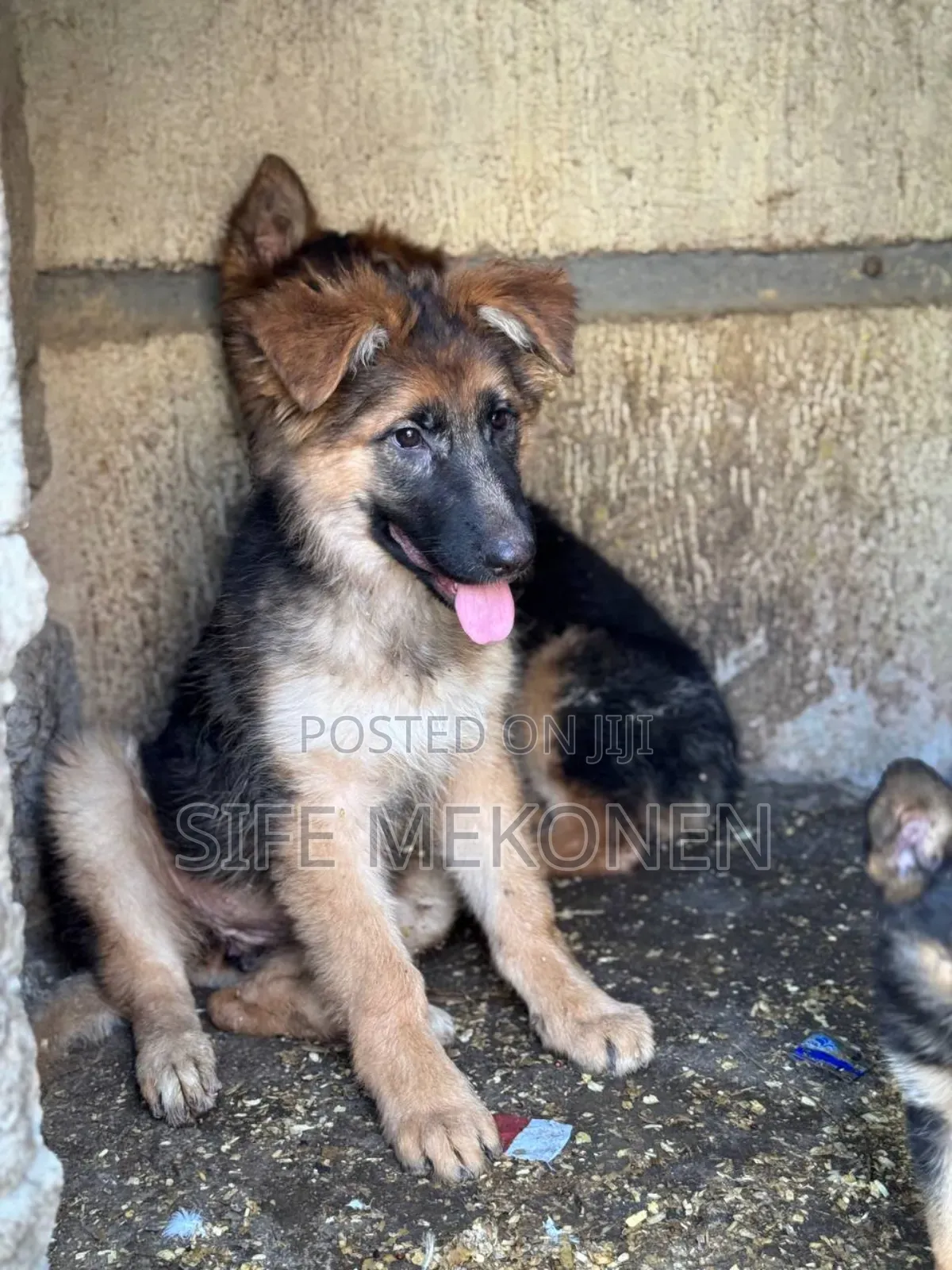 1-3 months Female Purebred German Shepherd