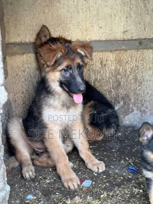 1-3 months Female Purebred German Shepherd