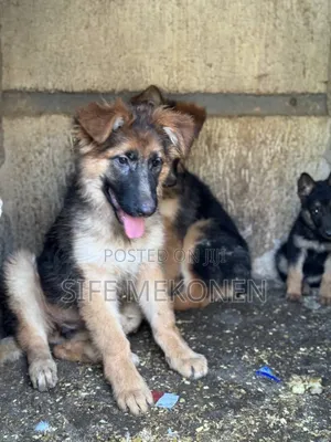 1-3 months Female Purebred German Shepherd