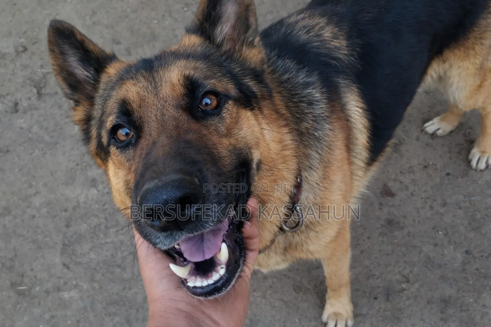 1-3 months Female Purebred German Shepherd