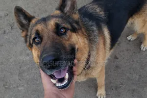 1-3 months Female Purebred German Shepherd