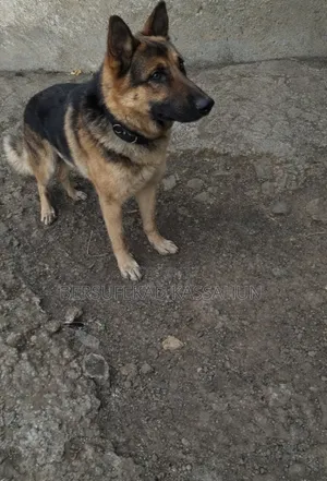 1-3 months Female Purebred German Shepherd