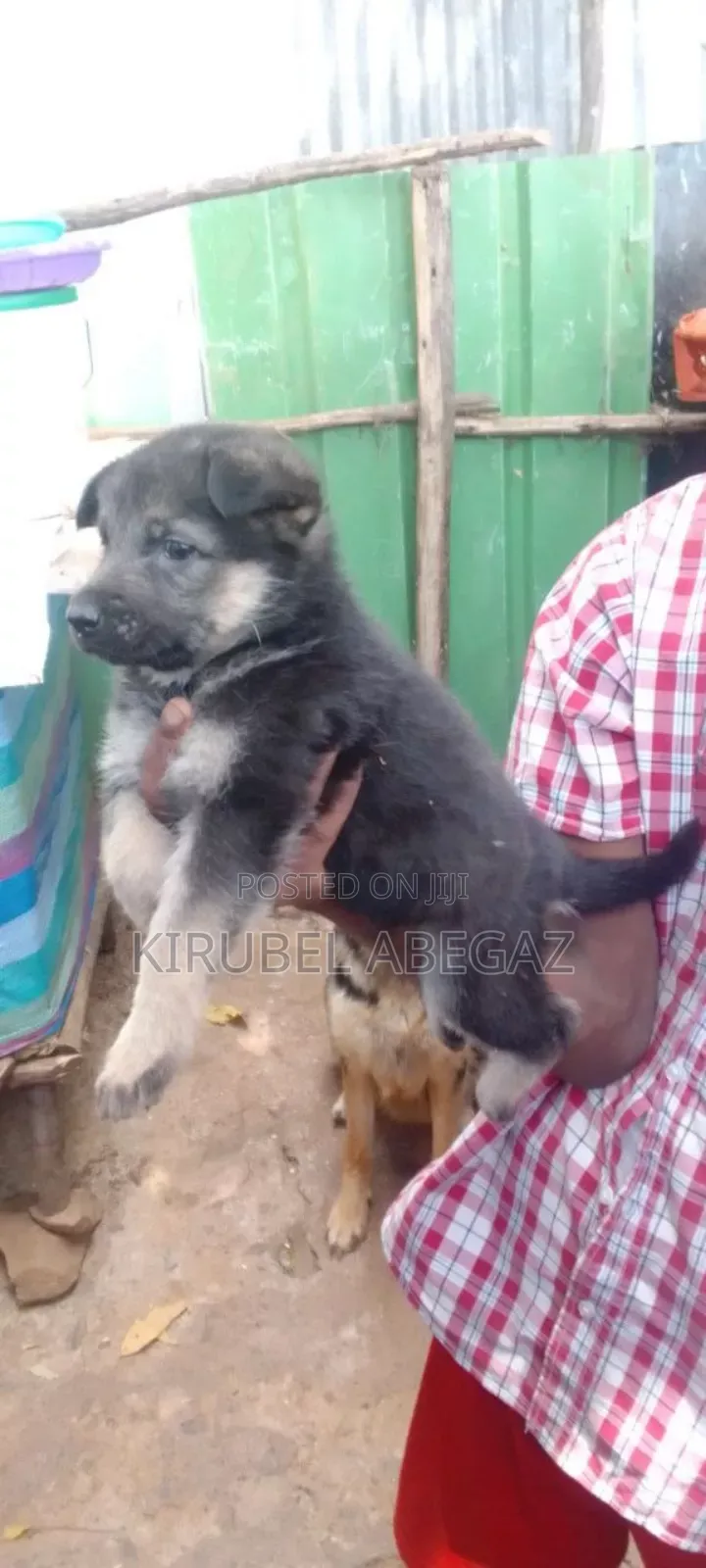 1-3 months Male Purebred German Shepherd