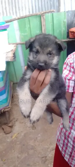 1-3 months Male Purebred German Shepherd