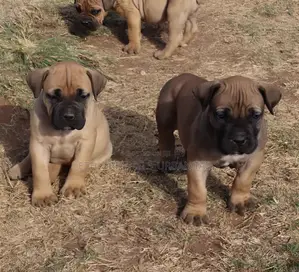 1-3 months Male Purebred Boerboel