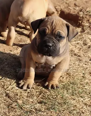 1-3 months Male Purebred Boerboel