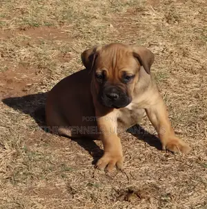 1-3 months Male Purebred Boerboel