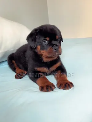 1-3 months Male Purebred Rottweiler