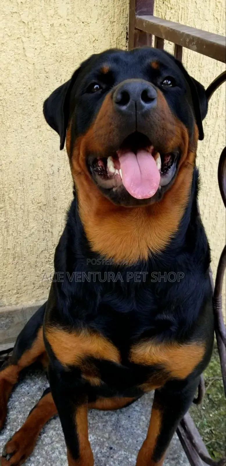 1-3 months Male Purebred Rottweiler