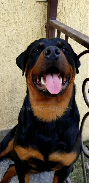 1-3 months Male Purebred Rottweiler