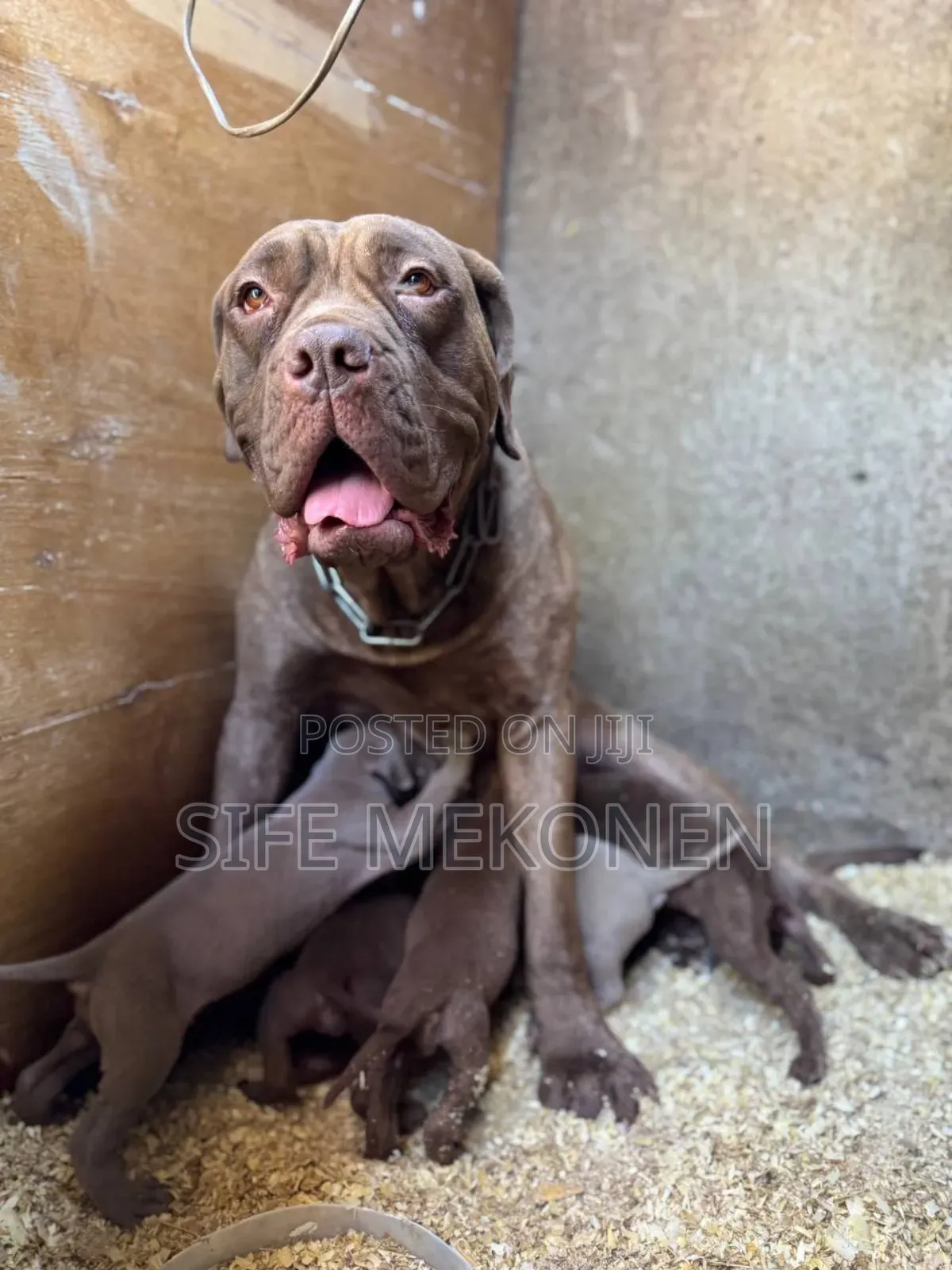 1-3 months Male Purebred Bullmastiff