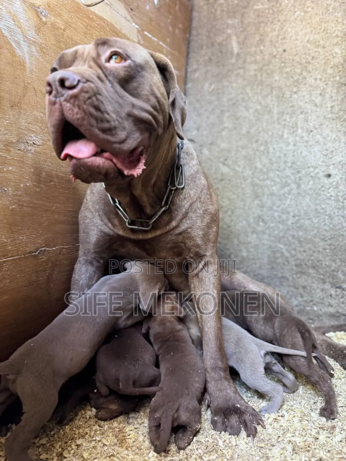 1-3 months Male Purebred Bullmastiff