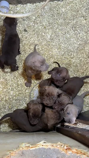 1-3 months Male Purebred Bullmastiff