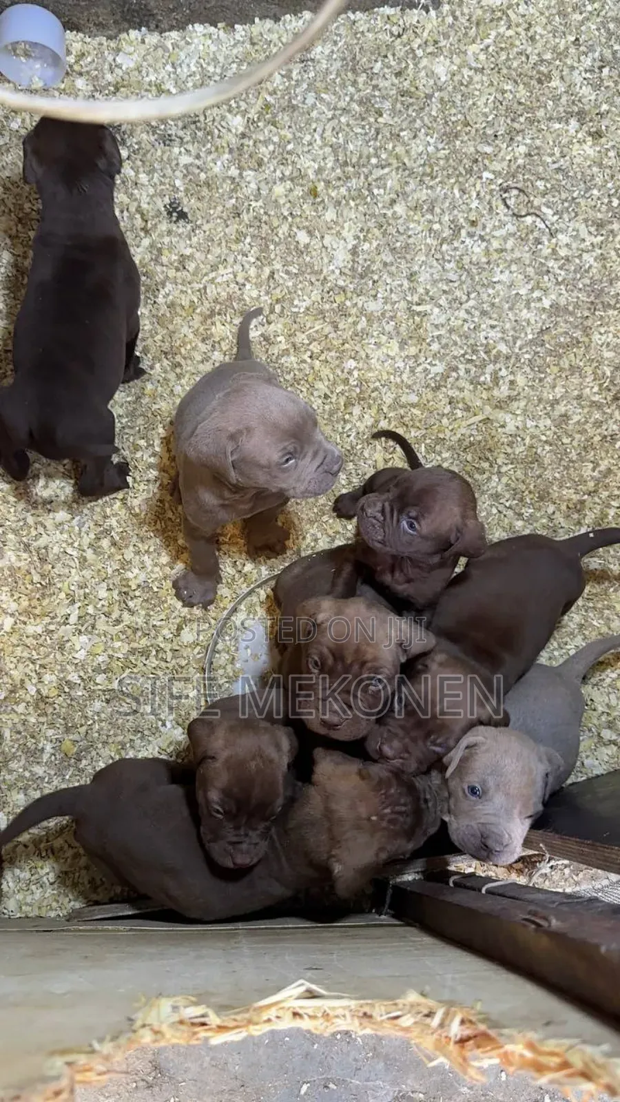 1-3 months Male Purebred Bullmastiff