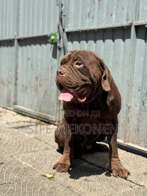 1-3 months Male Purebred Bullmastiff