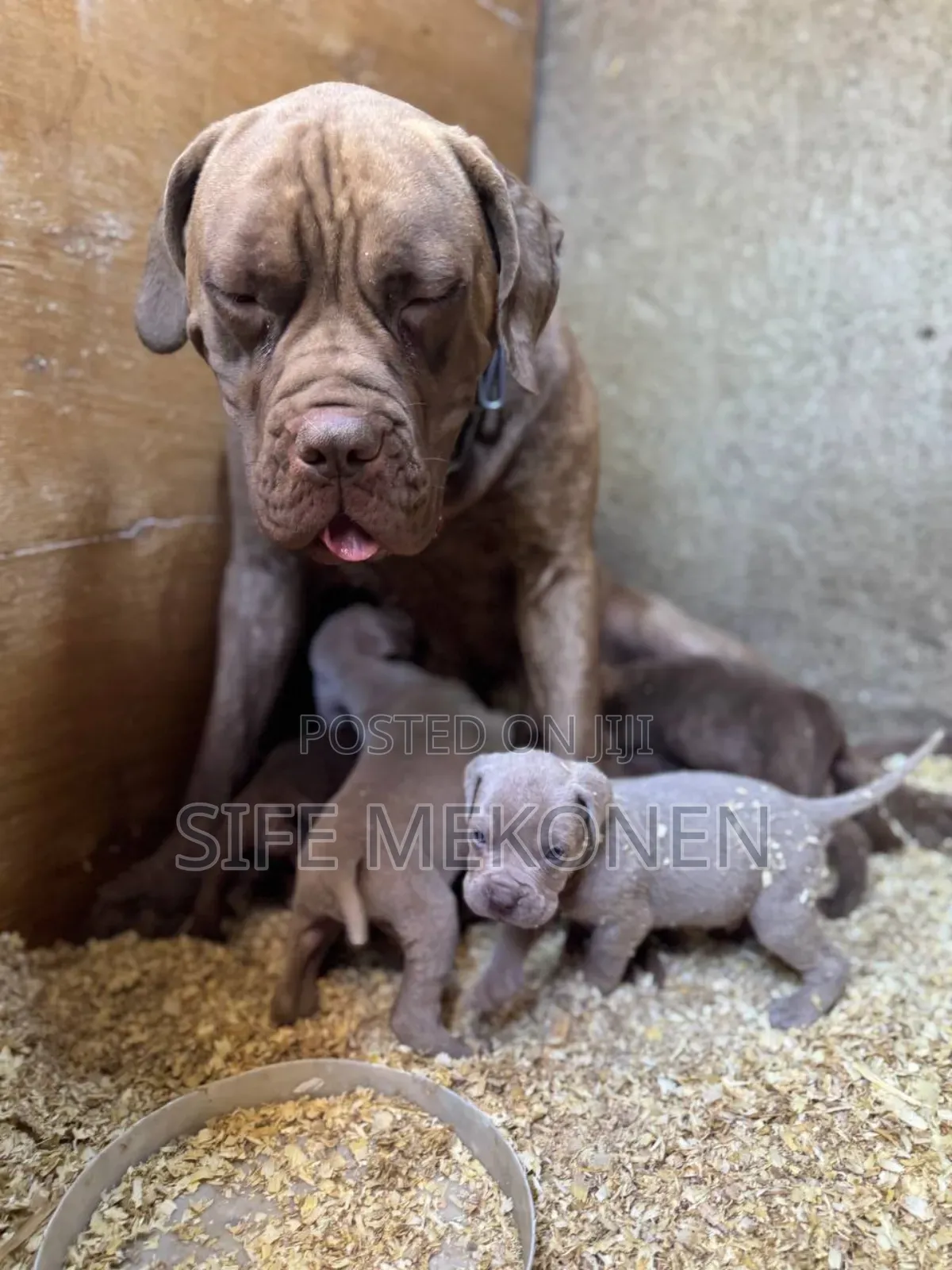 1-3 months Male Purebred Bullmastiff