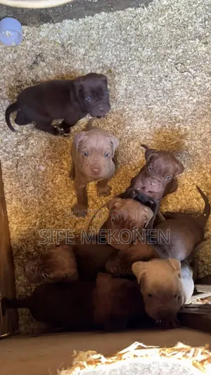 1-3 months Male Purebred Bullmastiff